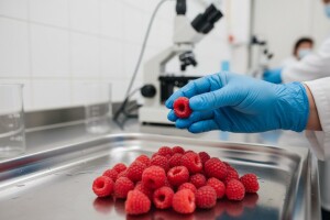 Kriterijumi i kontrolne mere za jagodičasto voće