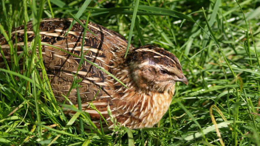 U BiH aktivan krivolov na prepelice!