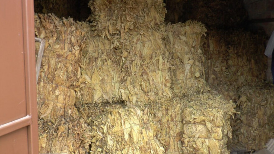 Da li je proizvodnja duvana isplativa?