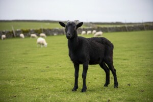 Križanac između koze i ovce - "kovca"