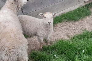 Rezultat "zabranjene" ljubavi: Ojanjen križanac ovce i jarca
