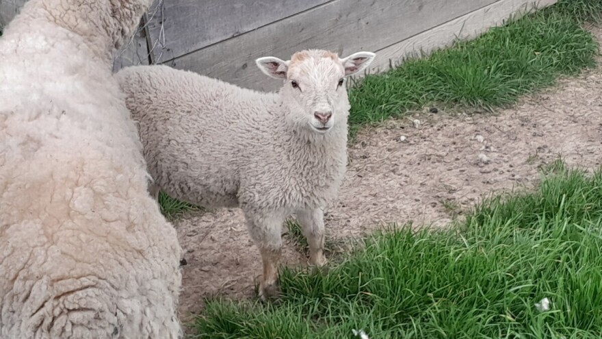 Rezultat "zabranjene" ljubavi: Ojanjen križanac ovce i jarca