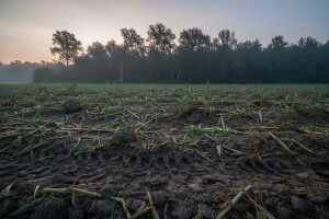 Križanci divlje i domaće svinje uništavaju usjeve