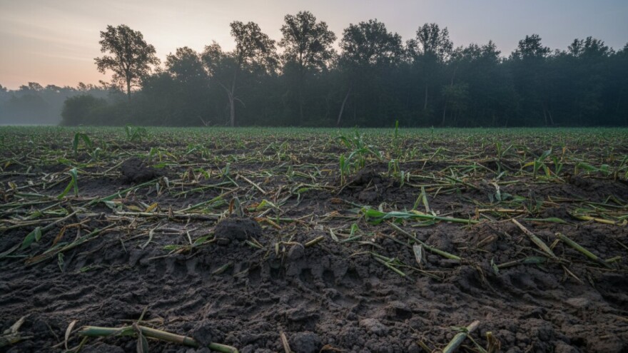 Križanci divlje i domaće svinje uništavaju usjeve