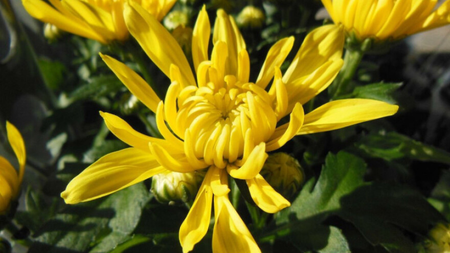 Moguće bolesti korijena i stabljike krizanteme