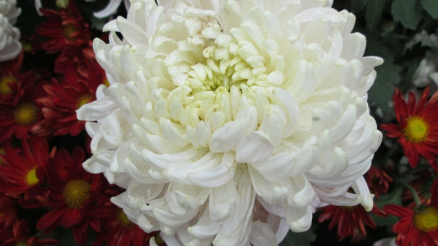 Vrijeme pogoduje razvoju bijele hrđe na krizantemi!