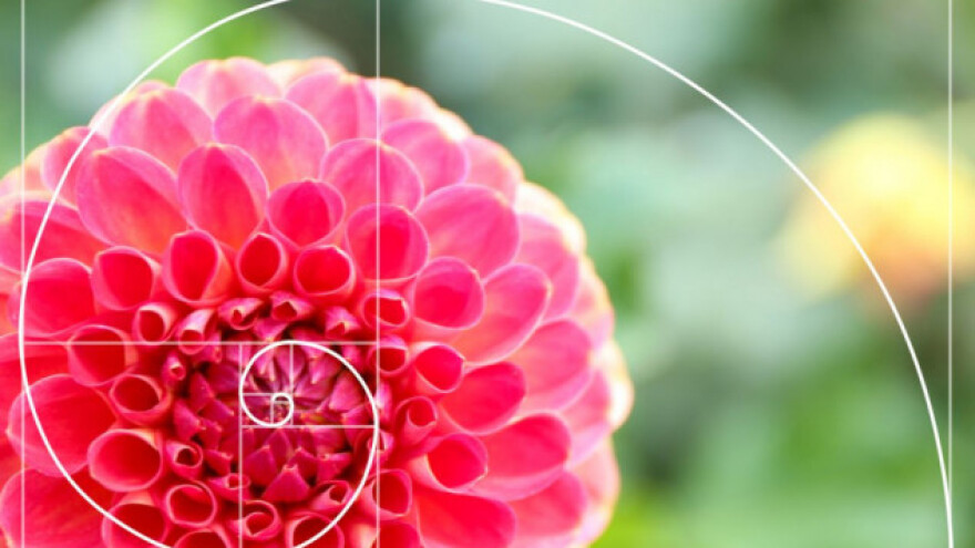 Fibonaccijev niz u šumi