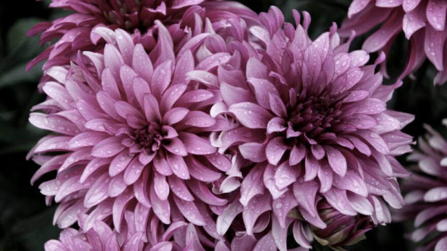 Zaštitite krizanteme dok još nije kasno!