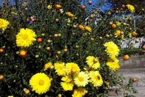 Krizanteme, pelargonije i kamelije trebaju pomoć preko zime