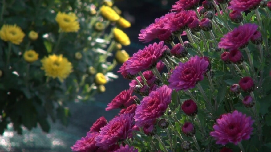 Marin Kemper: Kad uzgajate krizanteme, ako i propadate - posao cvjeta
