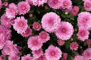 Uzgoj multiflora krizantema u posudama