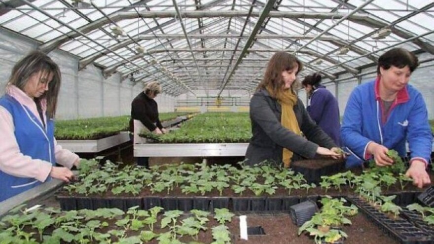 Zaštita krizantema od bakterijskih infekcija