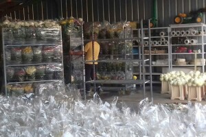 Spremno za blagdan Svih svetih: 15.000 multiflora i 10.000 krizantema s OPG-a Friščić