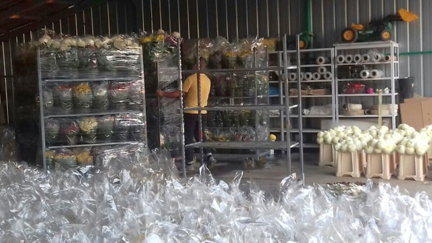 Spremno za blagdan Svih svetih: 15.000 multiflora i 10.000 krizantema s OPG-a Friščić