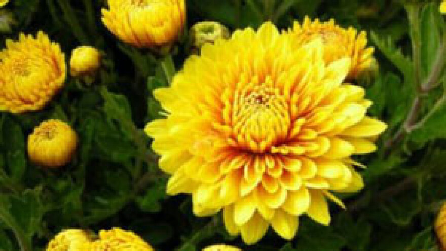 Zadnje zaštite krizantema od štetnih organizama