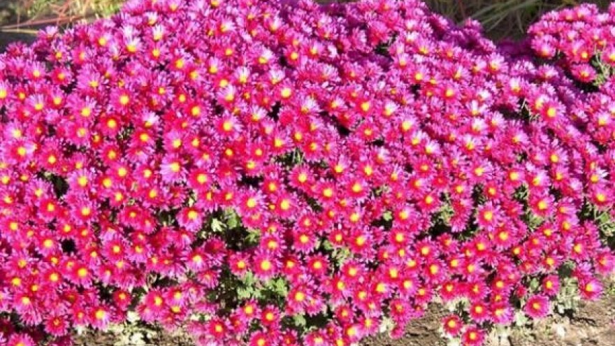 Zaštita krizantema od bijele hrđe