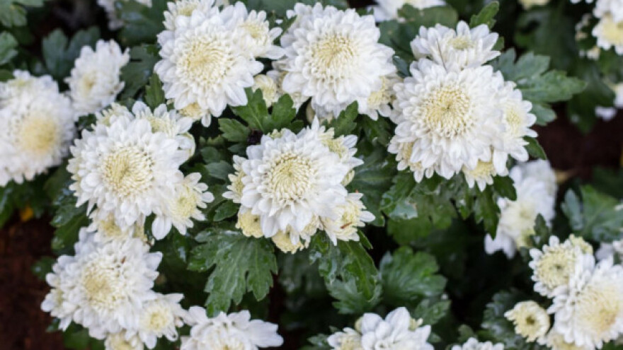 Sezona je krizantema - riješite se bolesti i štetočina
