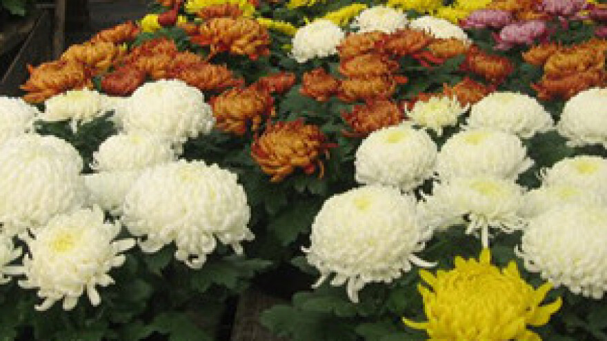 Od stočara do cvjećara