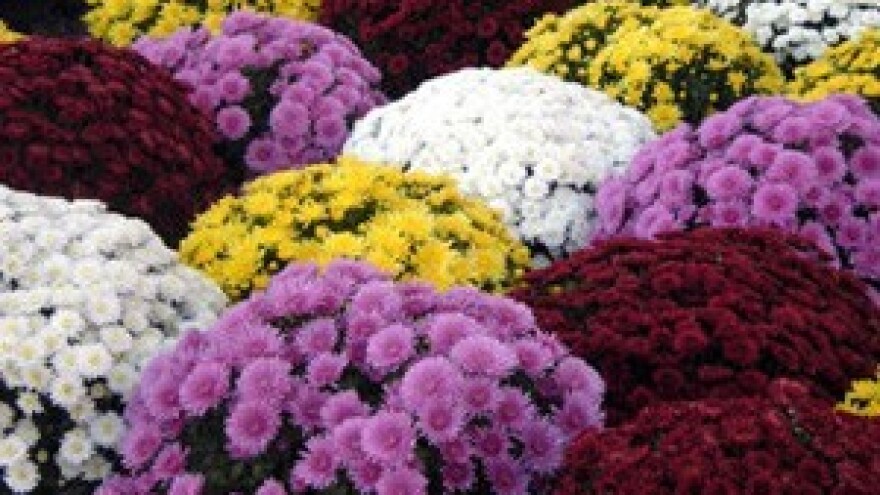 Zaštita mladih krizantema od bijele hrđe