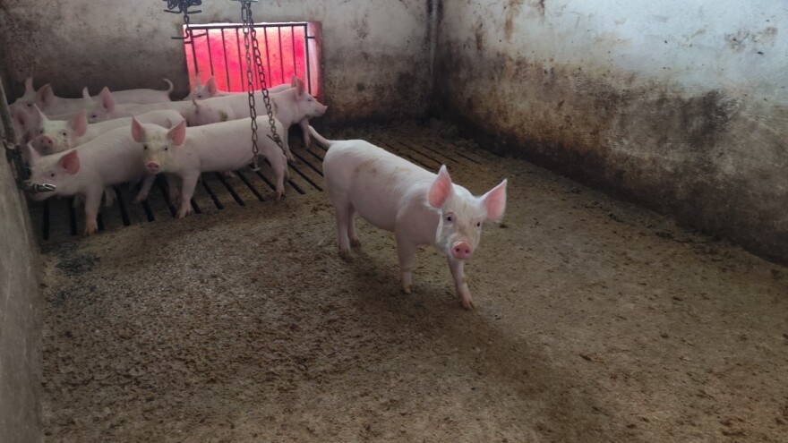 Poskupeli bikovi, pojeftinila jagnjad, prasad 600 din/kg?