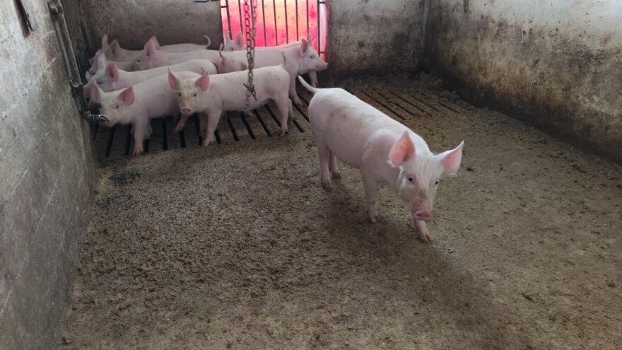 Pala cena prasadi i teladi, dok one za jagnjad rastu - po koliko se traže?