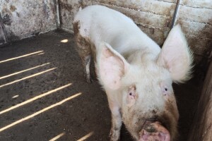 Za proizvođače svinja većih klaoničkih težina šest milijuna eura potpore