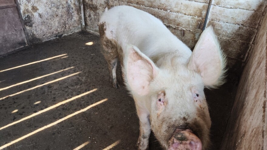 Za proizvođače svinja većih klaoničkih težina šest milijuna eura potpore