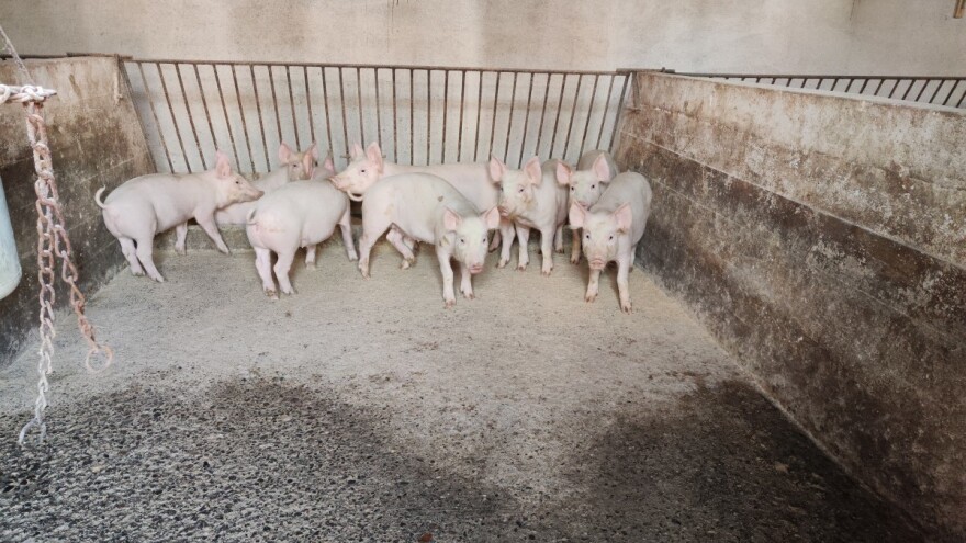 Rast cene prasadi, jagnjad - 480 din/kg