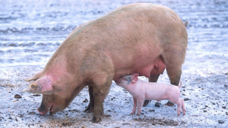 Zašto opada lučenje mlijeka kod krmača?