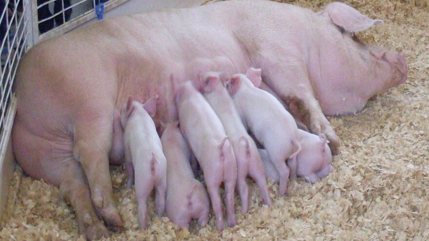 Kako ublažiti agresivnost krmača poslije prasenja?