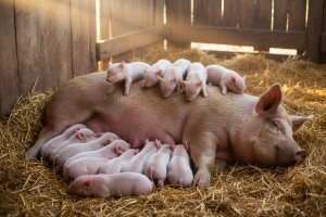 Krmača oprasila 29 praščića