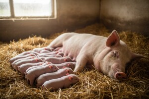 Krmača oprasila 29 praščića