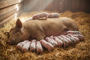 Krmača oprasila 29 prasića