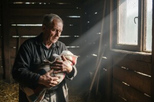 Krmača oprasila prase sa surlom!