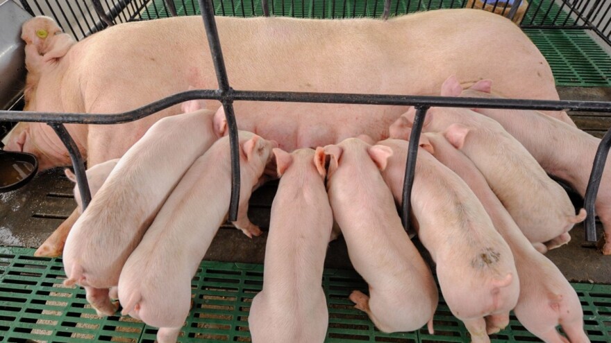 Svinjogojstvo RS u ekspanziji: Ministar najavio podsticaj po nazimici oko 70 KM