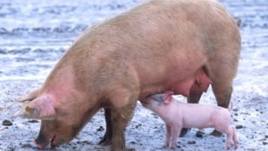 Hrvatska uvozi dvije trećine potrebnog svinjskog mesa