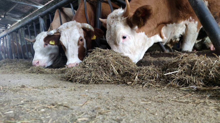 Uskoro 27. međunarodno savjetovanje Krmiva 2022. u Opatiji