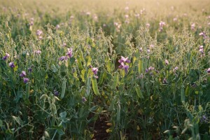 Krmne kulture kratke vegetacije sve traženije