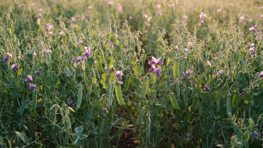 Krmne kulture kratke vegetacije sve traženije