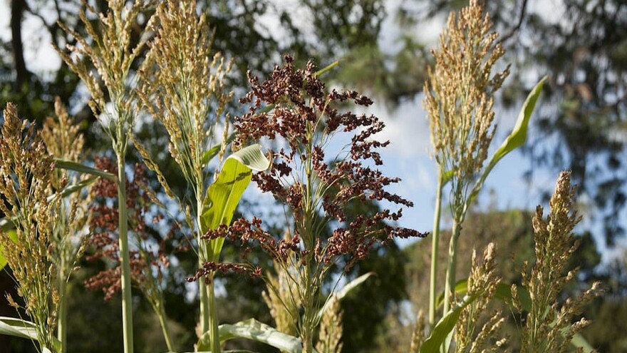 Klimatske promene nameću uzgoj alternativnih kultura