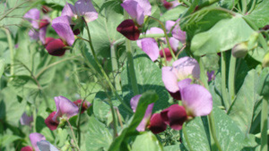 Krmne kulture kratke vegetacije sve traženije