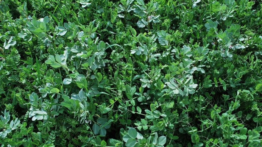 Oranično krmno bilje bolje podnosi sušu - savjetuju stručnjaci