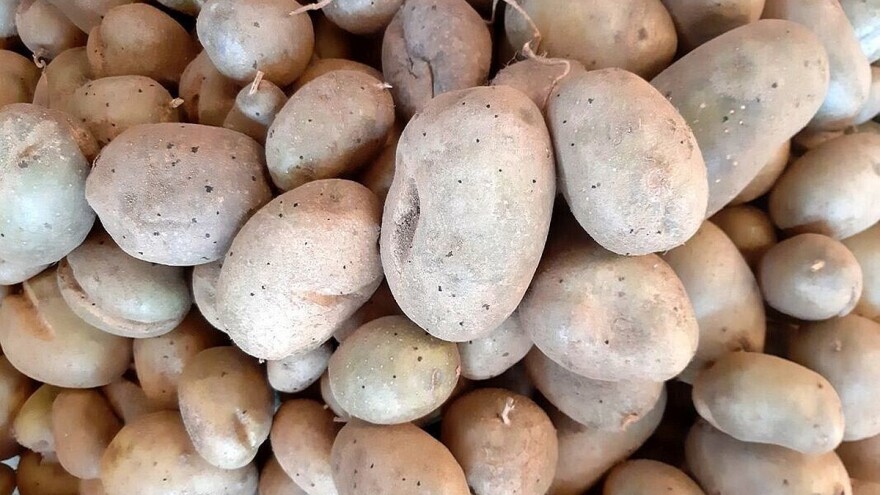 Sporni krompir: Nova zabrana uvoza iz Italije?!