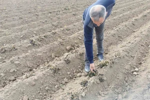 Miloš Milovanović: Mraz mi je uništio krompir do banka