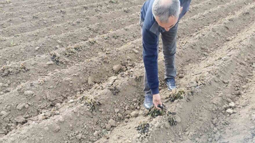 Miloš Milovanović: Mraz mi je uništio krompir do banka