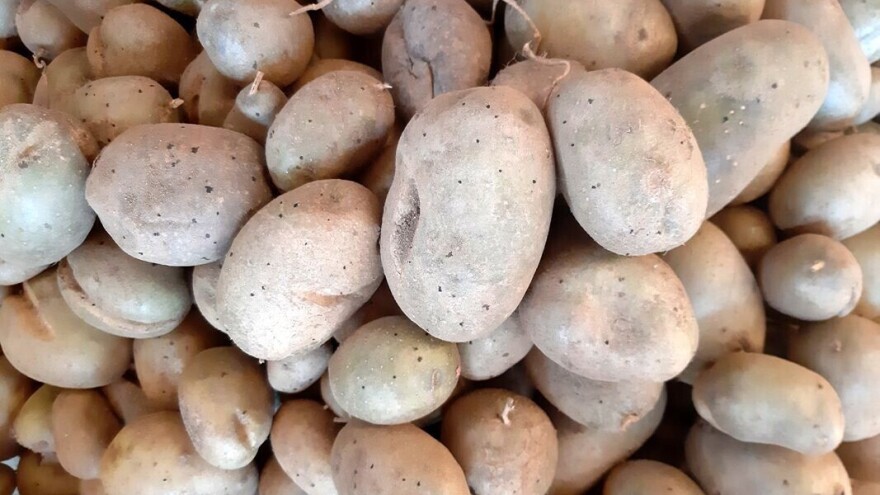 Naši problemi sa prodajom krompira i ukrajinski primer