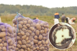 Prstenasta trulež krtola krompira