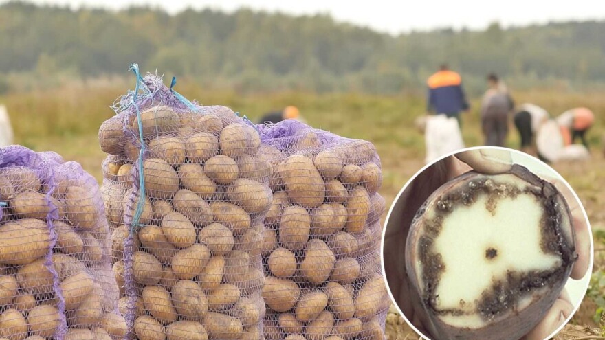 Prstenasta trulež krtola krompira