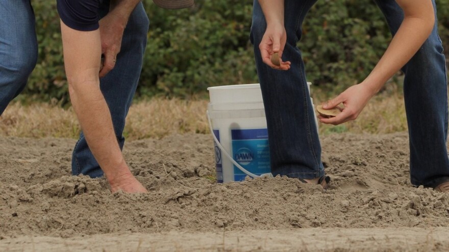 Sadnja krompira traje do 20. aprila, zavisno od sorte