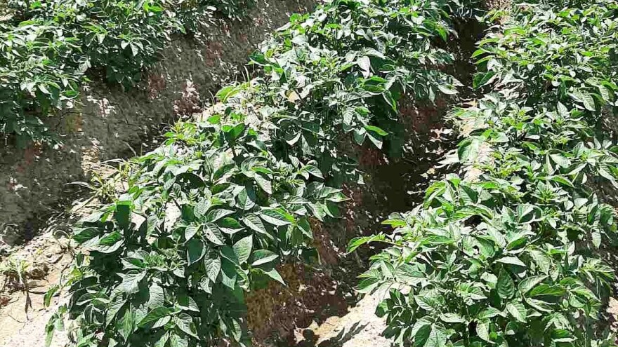 Promenljivo vreme pogoduje plamenjači krompira - kako ga zaštititi?